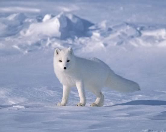 Image result for snowfox