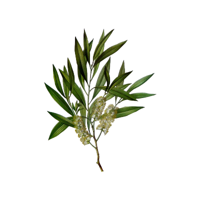 tea tree oil photo: Best Acne Medicine for Sensitive Skin