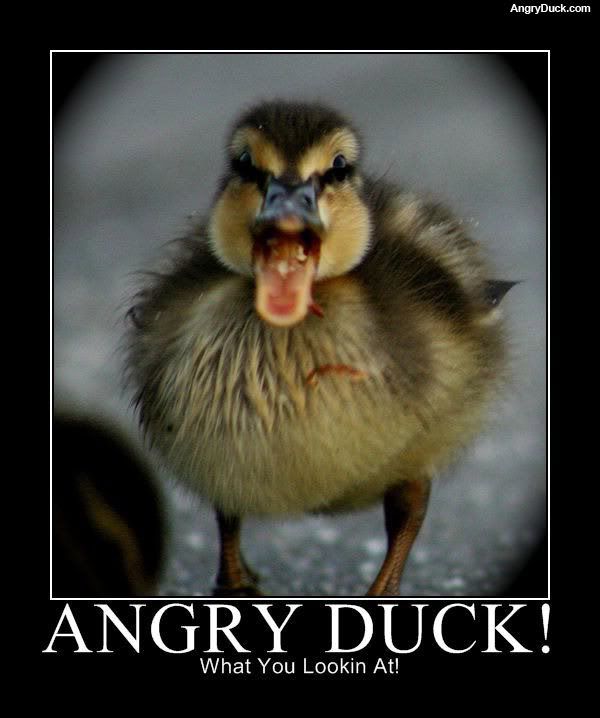  photo angry-duck.jpg