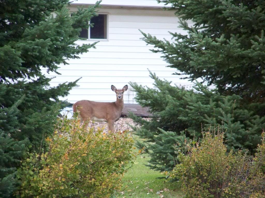 100_0634.jpg whitetail image by leahsman_79