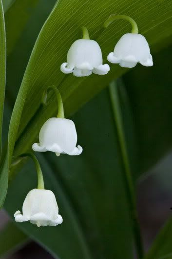 lilly of the valley flower photo: Lily Of The Valley LILY_OF_THE_VALLEY.jpg