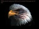 Eagle patriot Pictures, Images and Photos