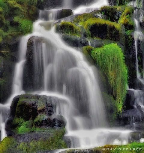 DavidPearcePhotography-NatureL12.jpg