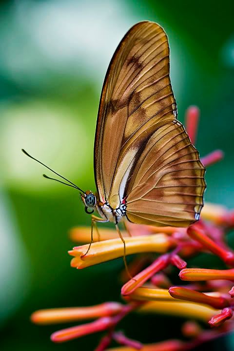 DavidPearcePhotography-NatureL15.jpg