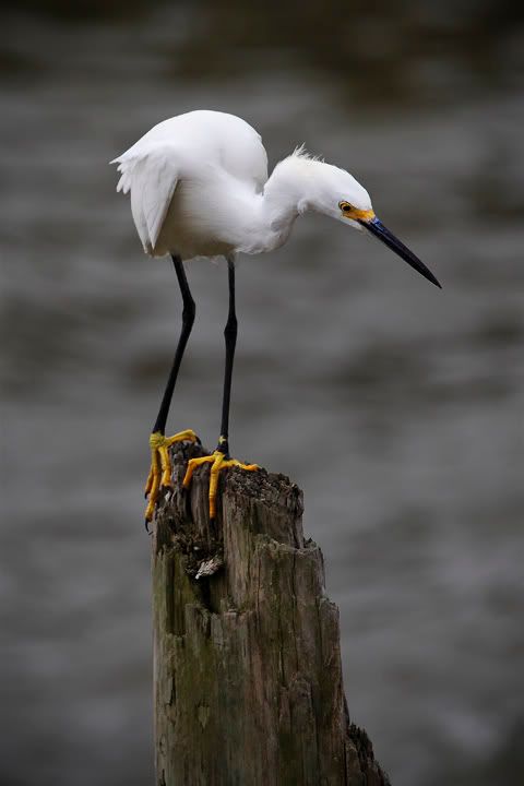 DavidPearcePhotography-NatureL16.jpg