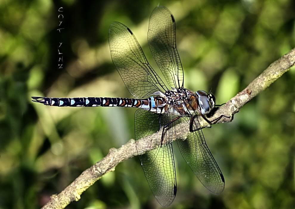 McNamara-Makro19.jpg