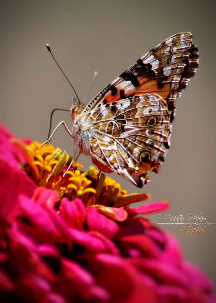 McNamara-Makro44.jpg