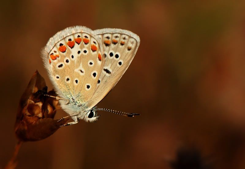 McNamara-Makro49.jpg