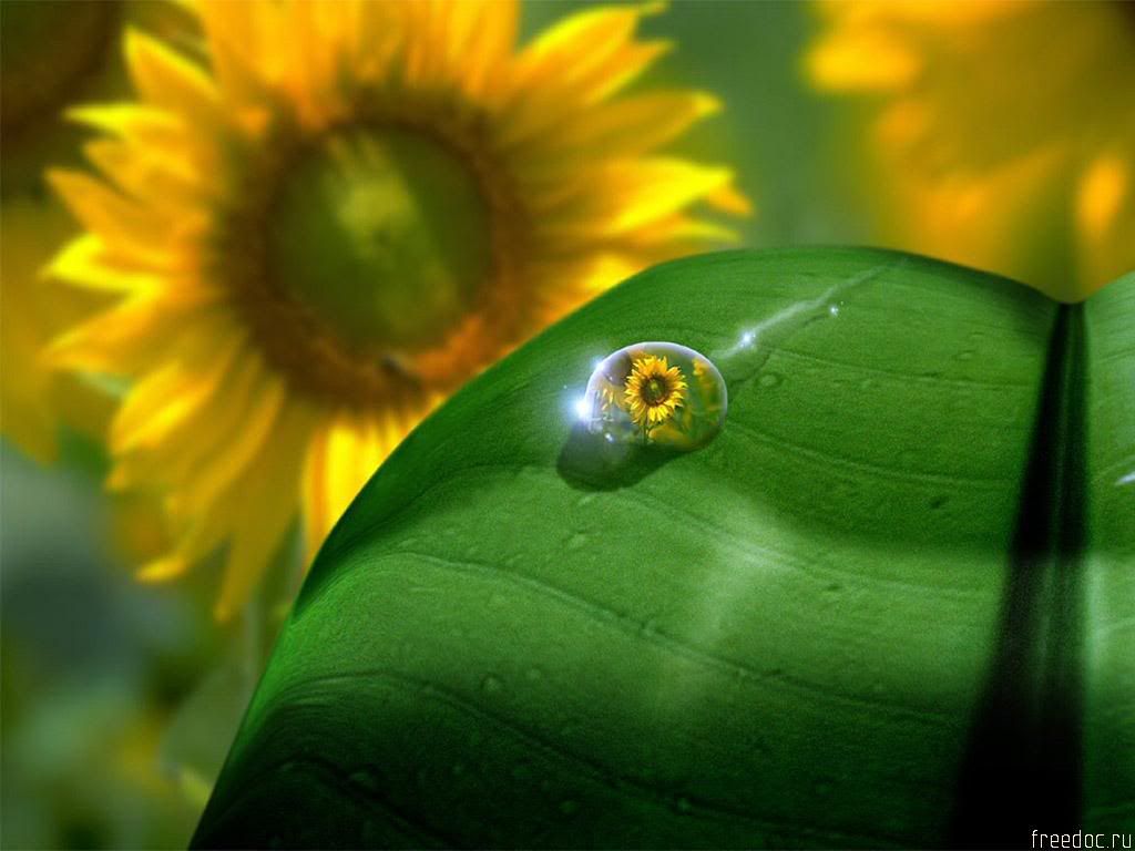 freedoc_ru_46082_1024x768.jpg
