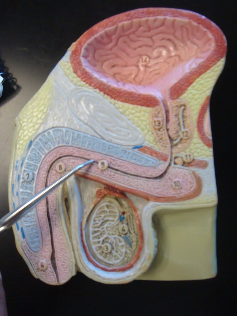penile urethra © gpviray small white bumps penile shaft pictures