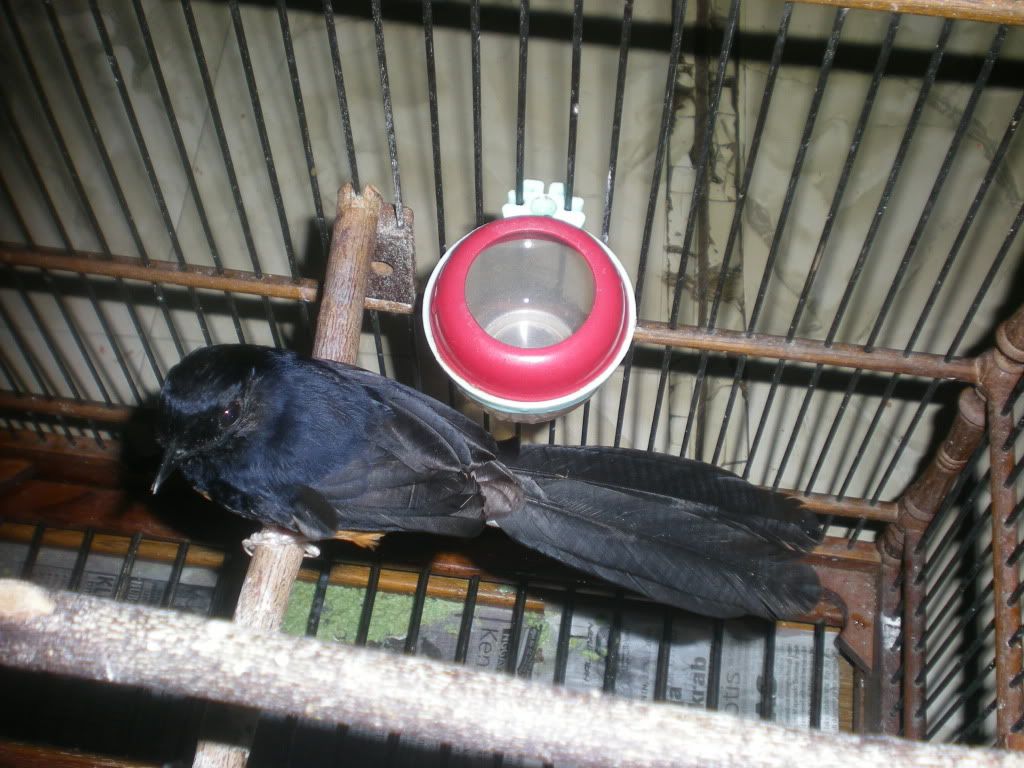 kata yg jual si ini burung masih muda, dan abru selesai mabung 1 kali kata yg jual si ini burung masih muda, dan abru selesai mabung 1 kali