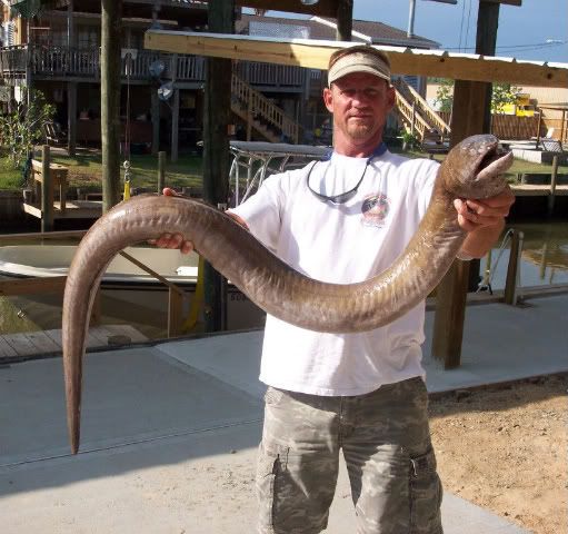 Eel-Zilla.jpg