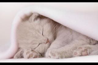 cat-sleep.jpg