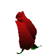 BLOOMING RED ROSE ~ KIM KEHALA MUSIC