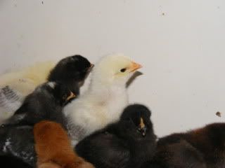 chicks026.jpg