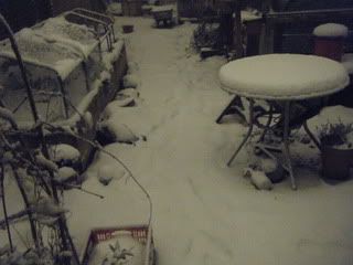 backgardensnow2.jpg