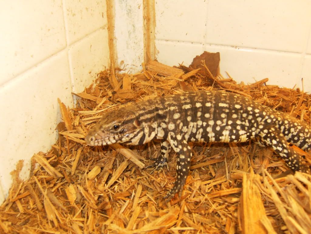 tegu1.jpg