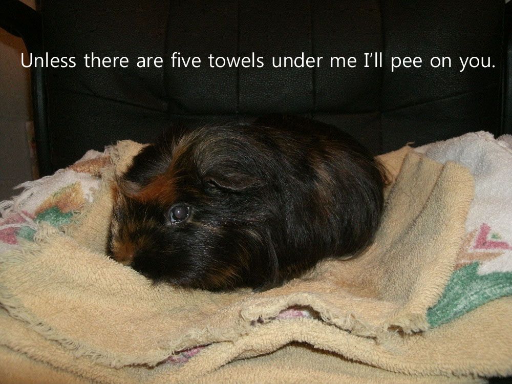 scuzzy_towels_zps22bf08fe.jpg